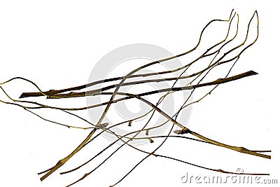 Wood root, Twisted jungle vines, tropical rainforest liana plant isolated on white background, clipping path included Stock Photo