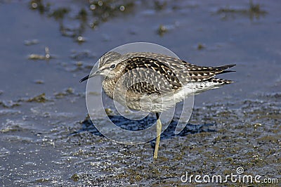 Wood Sandpiper Stock Photo