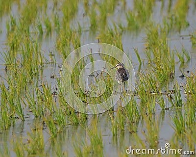 Wood sandpiper Stock Photo