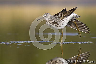 Wood Sandpiper (Tringa glareola) Stock Photo