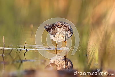 Wood sandpiper walking on water Stock Photo