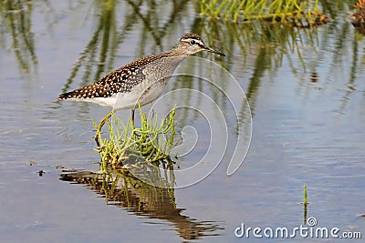 Wood Sandpiper among water grass at the shallow water of Manych Stock Photo