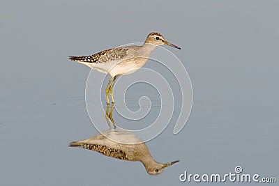 Wood Sandpiper in water with reflection Stock Photo