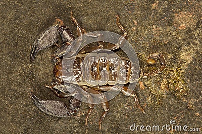 Wood scorpion, Liocheles sp, Hemiscopiidae, Gumti, Tripura , India Stock Photo