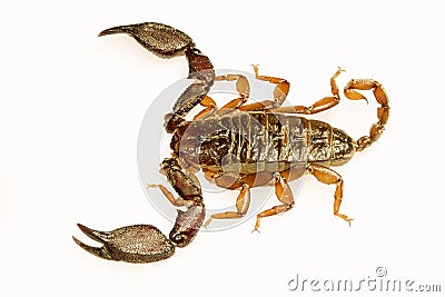 Wood scorpion, Liocheles sp, Hemiscopiidae, Gumti, Tripura , India Stock Photo