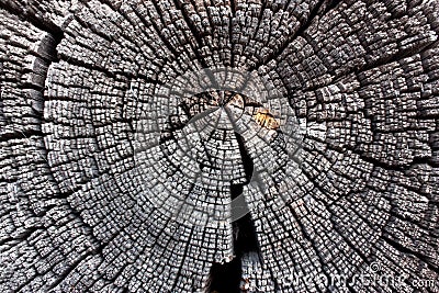 Wood in section texture, ancient stump close-up, cross section of the tree, cut the old log, brown dark old tree, textured wooden Stock Photo