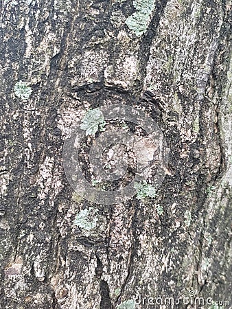 Wood skin with green fungis Stock Photo