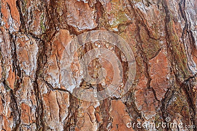 Wood skin Stock Photo