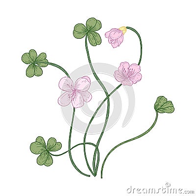 Wood sorrel flowers and trifoliate leaves isolated on white background. Detailed drawing of wild herbaceous flowering Vector Illustration