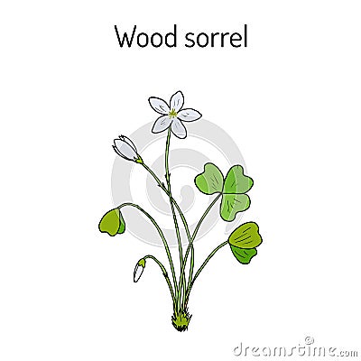 Wood Sorrel, Wild flower Vector Illustration