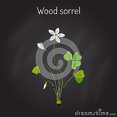 Wood Sorrel, Wild flower Vector Illustration