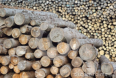 Wood stack logs at the sawmill yard Stock Photo