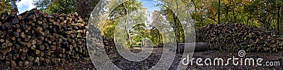 Wood Stacks in forest Stock Photo