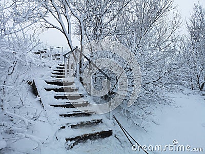 Wood stairs snow covered trees in Pingvellir during a winterstorm in Iceland. Stock Photo