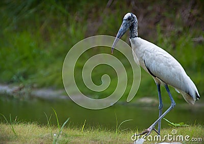 Wood Stork Stock Photo