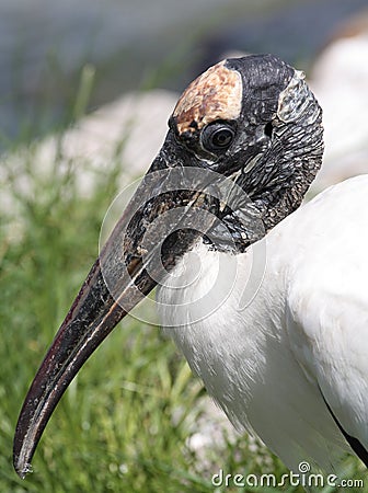 Wood Stork Stock Photo