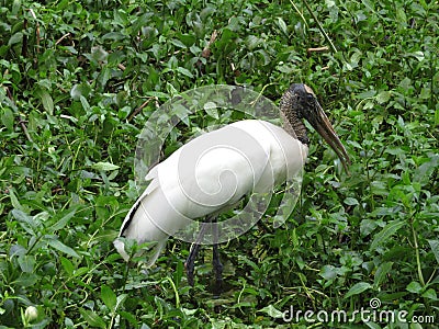 Wood Stork Standing in the Grassy Swamp Stock Photo