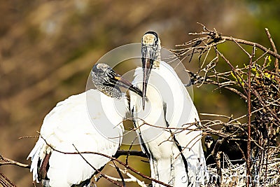 Wood Storks Stock Photo