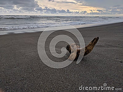 Wood stranded on the beach, exotic parangtritis beach Stock Photo