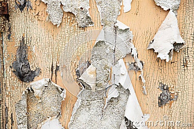 Wood surface with peeling white and yellow paint texture background. Chunks of paint hang downl Stock Photo