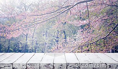 Wood table top on blur sakura flower in garden background.nature Stock Photo