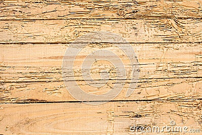 Wood termites destroyed. For the background image Stock Photo