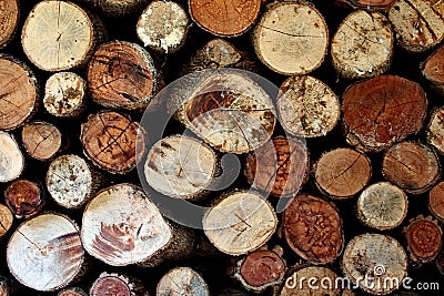 Wood termites to invade the building. Stock Photo