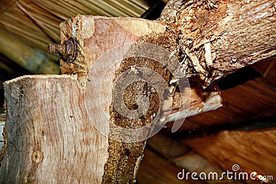 Wood termites to invade the building. Stock Photo