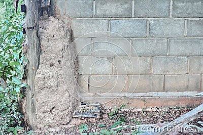 Wood termites to invade the building. Stock Photo