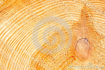 wood texture banner- spruce cross section Stock Photo