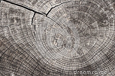 Wood texture. Stock Photo