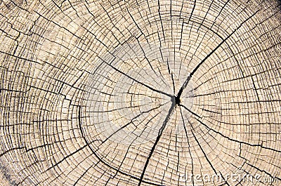 Wood texture cut tree trunk Stock Photo