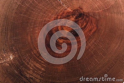 Wood texture cut tree trunk Stock Photo