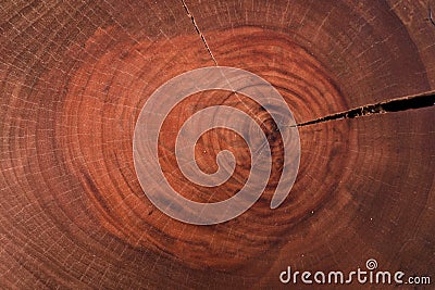 Wood texture cut tree trunk Stock Photo