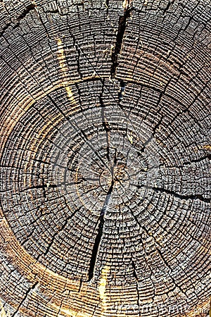Wood texture of cut tree trunk, close-up. Cross section of tree trunk showing growth rings. Stock Photo