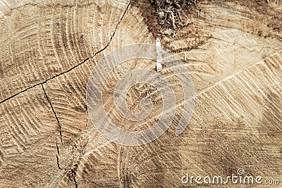 Wood texture of cut tree trunk, Tree rings old weathered wood texture with the cross section of a cut log Stock Photo