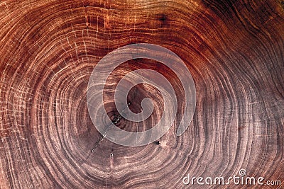 Wood texture cut tree trunk Stock Photo