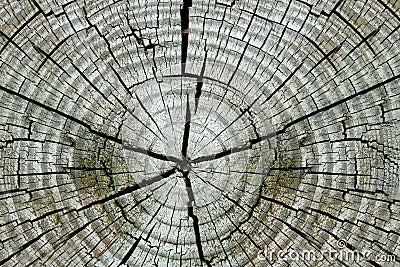 https://thumbs.dreamstime.com/x/wood-texture-cutted-tree-revealing-inside-32100809.jpg