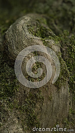 wood texture with green moss Stock Photo