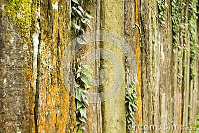 Wood Texture with leaves Stock Photo