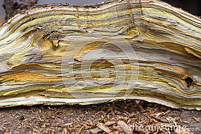 Wood texture. split along the trunk of a tree Stock Photo