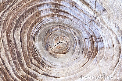 Wood texture with tree rings growth rings Stock Photo