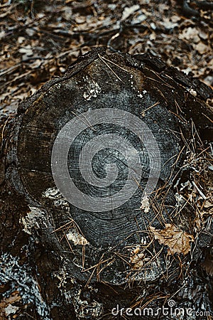 Wood texture of wavy ring pattern from a slice of tree. Grayscale Tined wooden stump Stock Photo