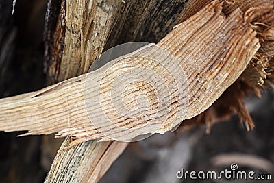 Wood texture. Wet tree without bark. Stock Photo