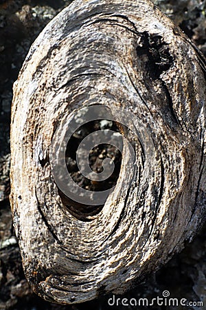 Wood Texture, Wooden Grain macro Background Stock Photo