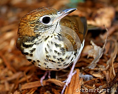 Wood Thrush Stock Photo