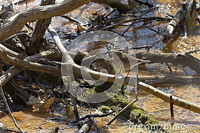 The wood thrush Hylocichla mustelina Stock Photo