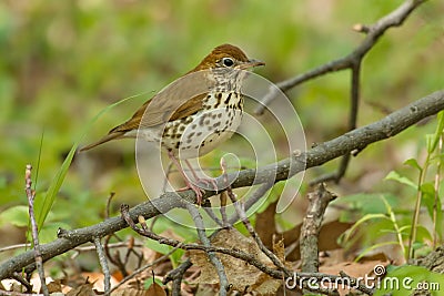 Wood Thrush - Hylocichla mustelina Stock Photo