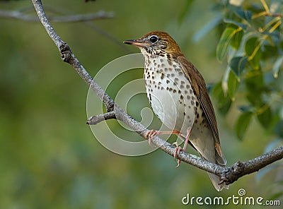 Wood Thrush perch in the old San Juan Stock Photo