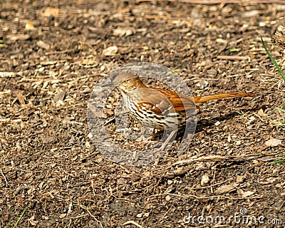 A Brown Thrasher stands on barren ground Stock Photo